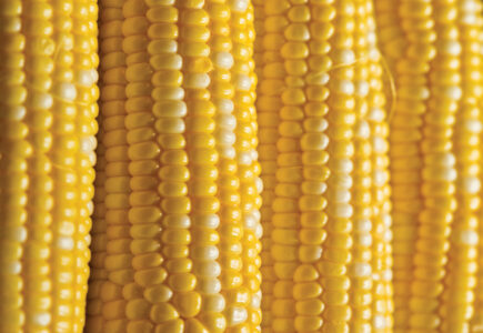 Growing the Best Sweet Corn Image